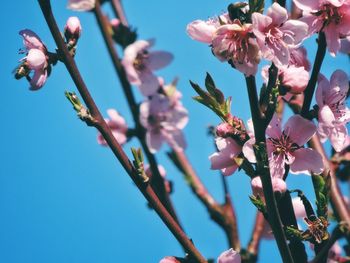 Low angle view of pink flowers on branch