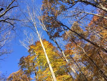 Low angle view of trees against blue sky