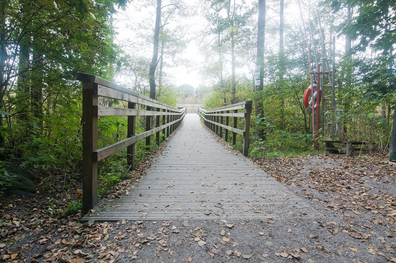 FOOTBRIDGE OVER FOREST