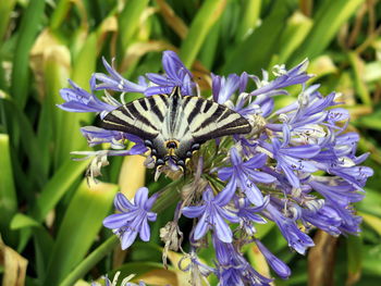 Close-up of butterfly pollinating on purple flower