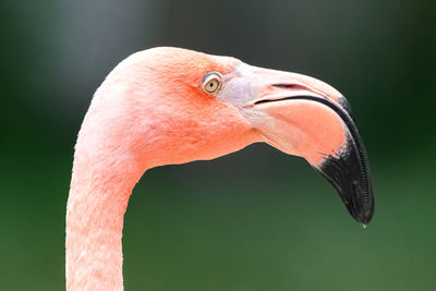 Detail head shot of american flamingo, phoenicopterus ruber