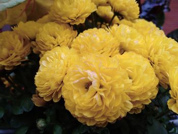 Close-up of yellow roses