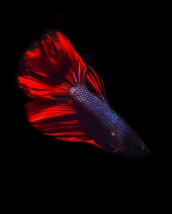 Close-up of red fish in black background
