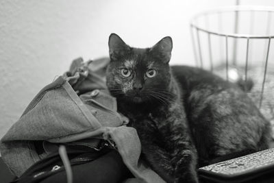 Portrait of cat sitting on chair