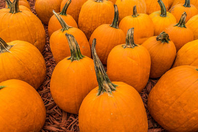 Full frame shot of pumpkins