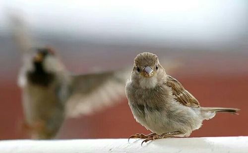 Close-up of bird perching on railing