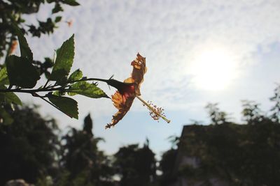 Low angle view of bird flying against sky