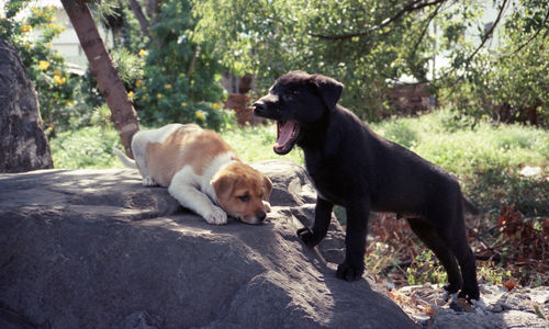 Dogs on rock