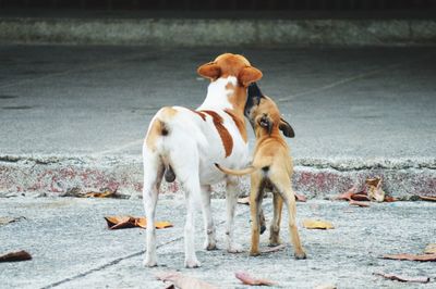 Dogs standing on road in city