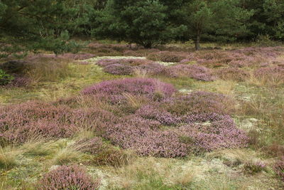 Purple flowering plants on land