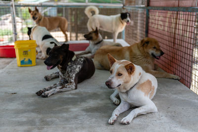 Dogs sitting on street