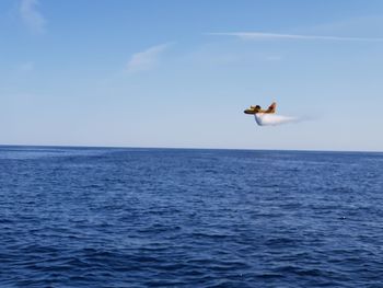 Bird flying over the sea