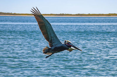 Brown pelicans