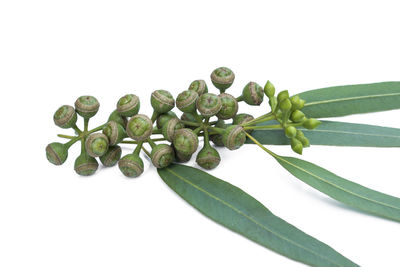 High angle view of chopped leaf against white background