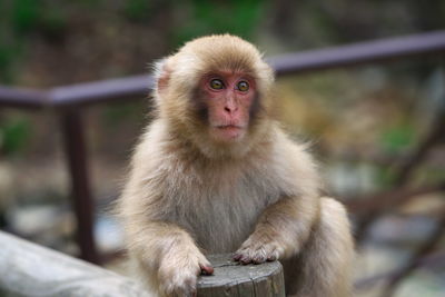 Portrait of monkey sitting on railing