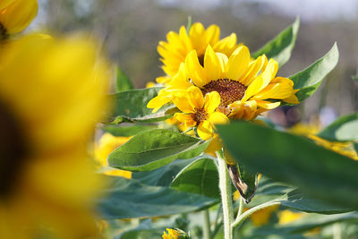 Close-up of yellow flowering plant