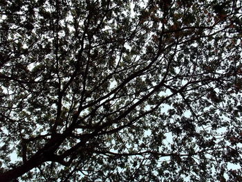 Low angle view of tree against sky