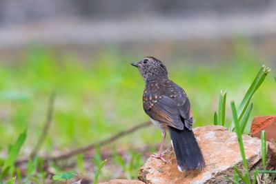 Close-up of bird perching on a field