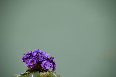 Close-up of flowers against blurred background