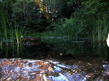Plants growing by lake in forest