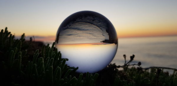 Close-up of plant on beach against sky during sunset