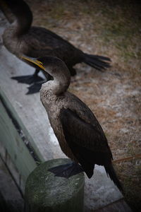 Close-up of birds perching on a land