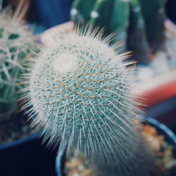 Close-up of succulent plant