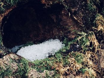 Close-up high angle view of grass