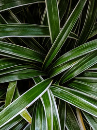 Full frame shot of palm leaf