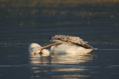 Close-up of duck swimming in lake