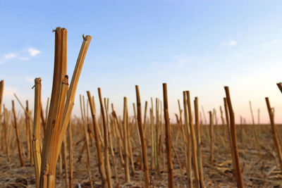 Low angle view of wooden post on field against sky