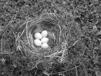 High angle view of eggs in nest on field