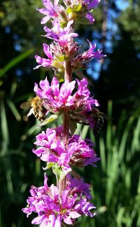 Close-up of pink flowers