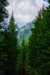 Panoramic view of trees in forest against sky