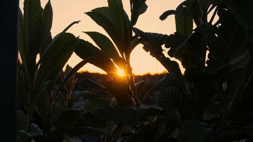 Plants at sunset