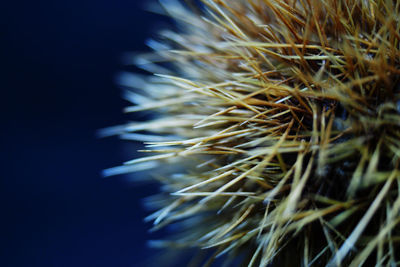 Close-up view of night