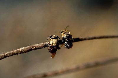 Close-up of leafcutter bees on branch