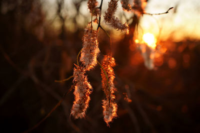 Close-up of christmas decorations