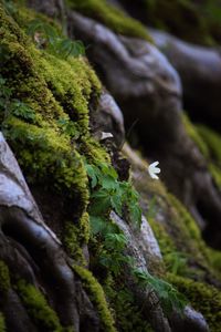 Close-up of moss on tree trunk