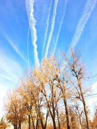 Low angle view of tree against sky