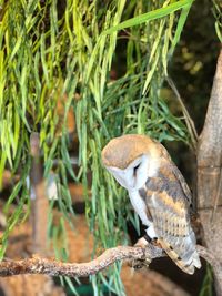 Close-up of bird perching on branch