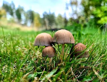 Close-up of mushroom growing on field