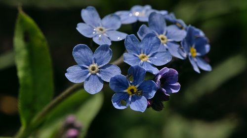 Close-up of purple flowering plants