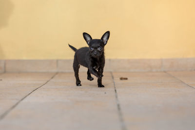 Portrait of black dog on footpath