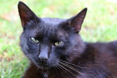 Close-up portrait of black cat