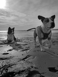 Portrait of dog on beach against sky