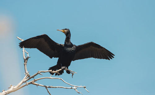 Low angle view of bird flying against clear blue sky