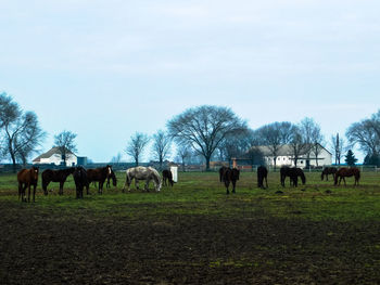 Horses grazing on landscape against sky
