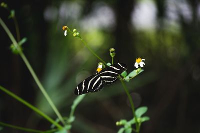 Close-up of butterfly on flower