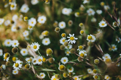 Close-up of yellow flowering plant on field